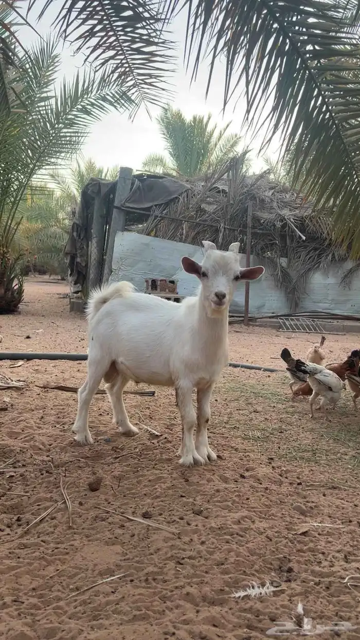 تيس الصحه طيبه قزم 1