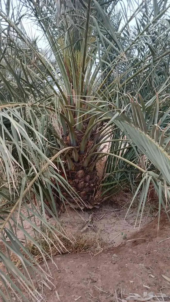 يوجد الدينا جميع نوع نخيل اسعارنا معقوله 5