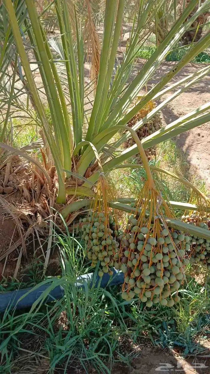 نخل مجدل صعقي عجوه صفواي عنبر برني صفاوي روثان جثايث مثمره 0