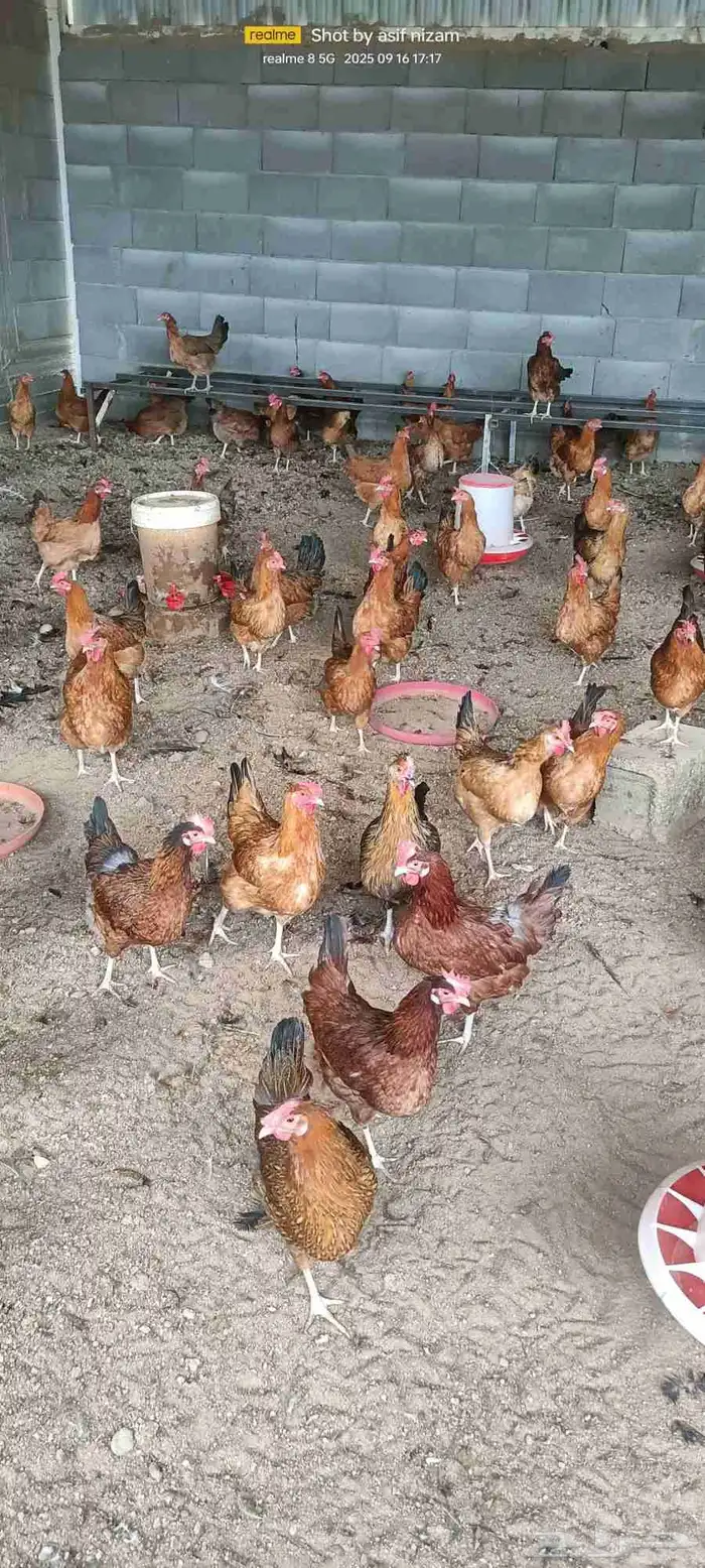 دجاج فرنسي مهجن عربي 4