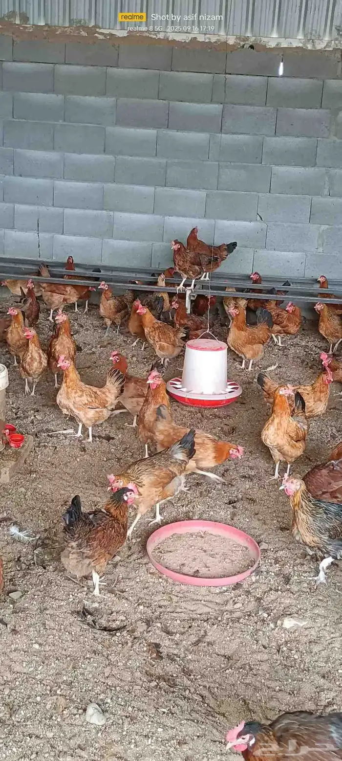 دجاج فرنسي مهجن عربي 7