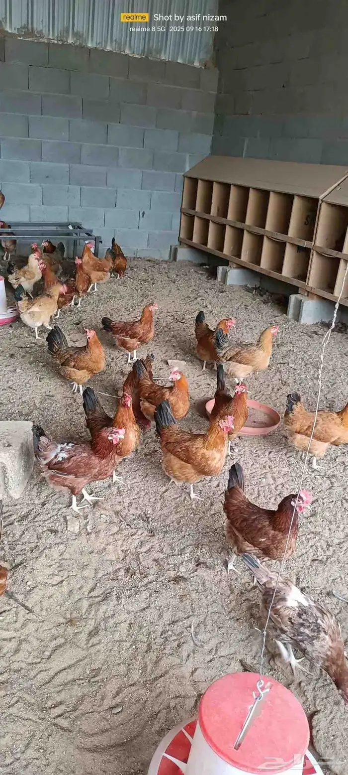 دجاج فرنسي مهجن عربي 3