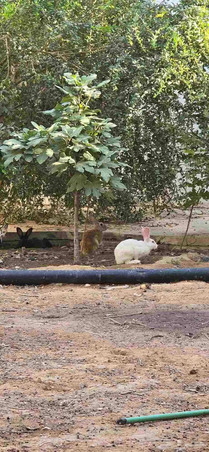 أرانب ذكور العدد 22 لذبح 3