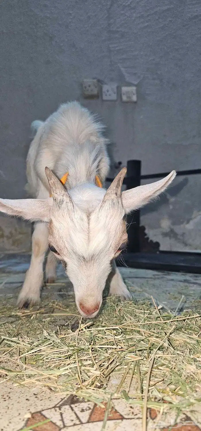 تيس قزم للبيع 2