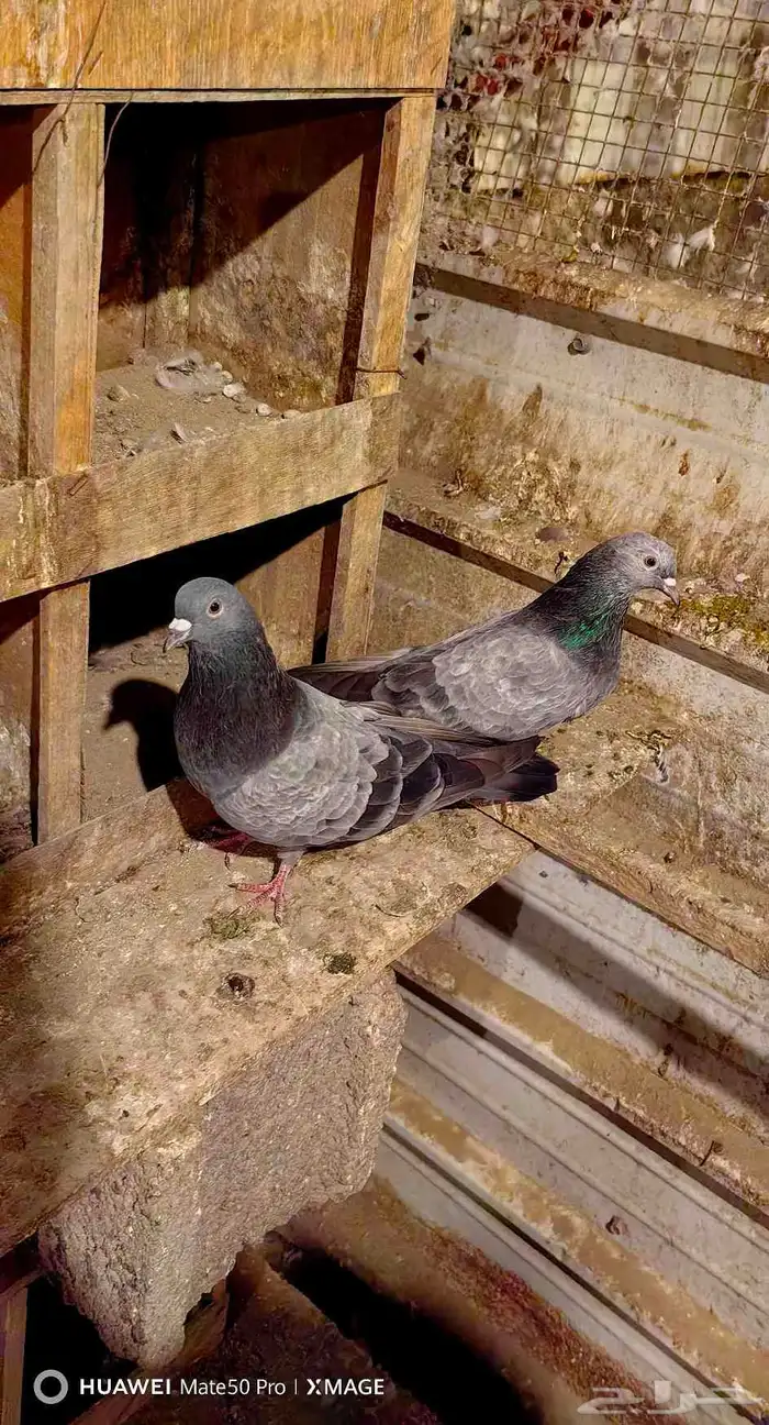 حمام باكستاني صافي - كواسير طيور قديمة 4