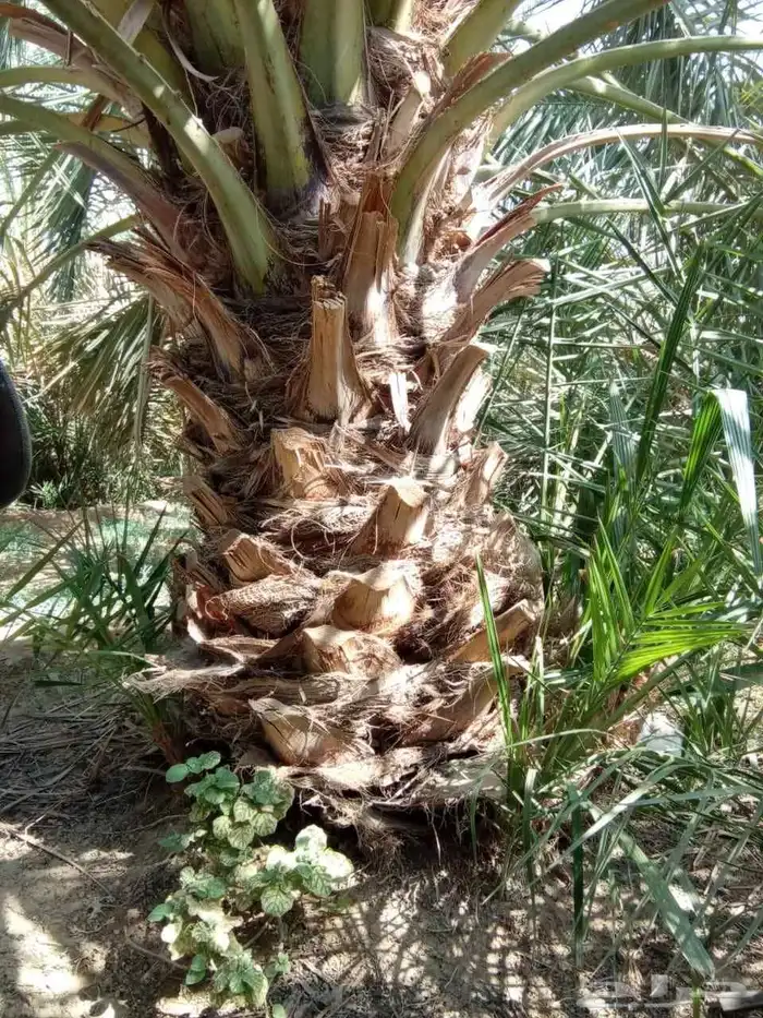 جميع انواع انخيل عربي واشنطني 6