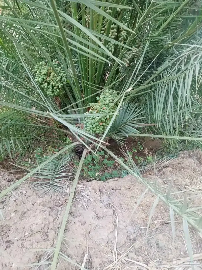 نخل مجدل صعقي عجوه صفواي عنبر برني صفاوي روثان جثايث مثمره 5