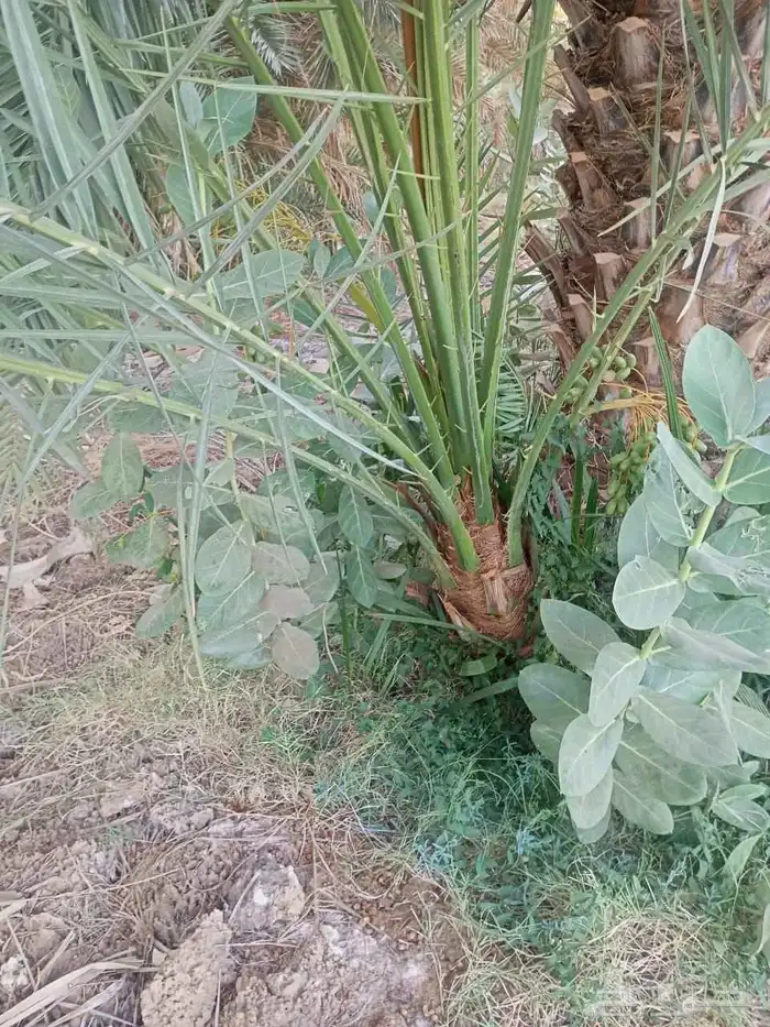 نخل مجدل صعقي عجوه صفواي عنبر برني صفاوي روثان جثايث مثمره 3