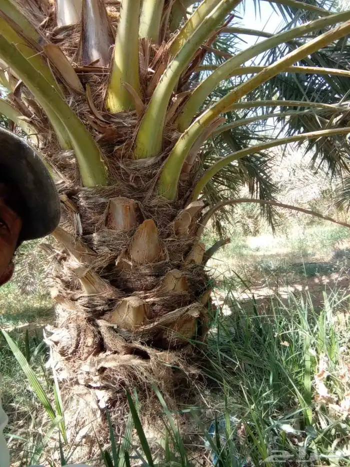 جميع انواع انخيل عربي واشنطني 7