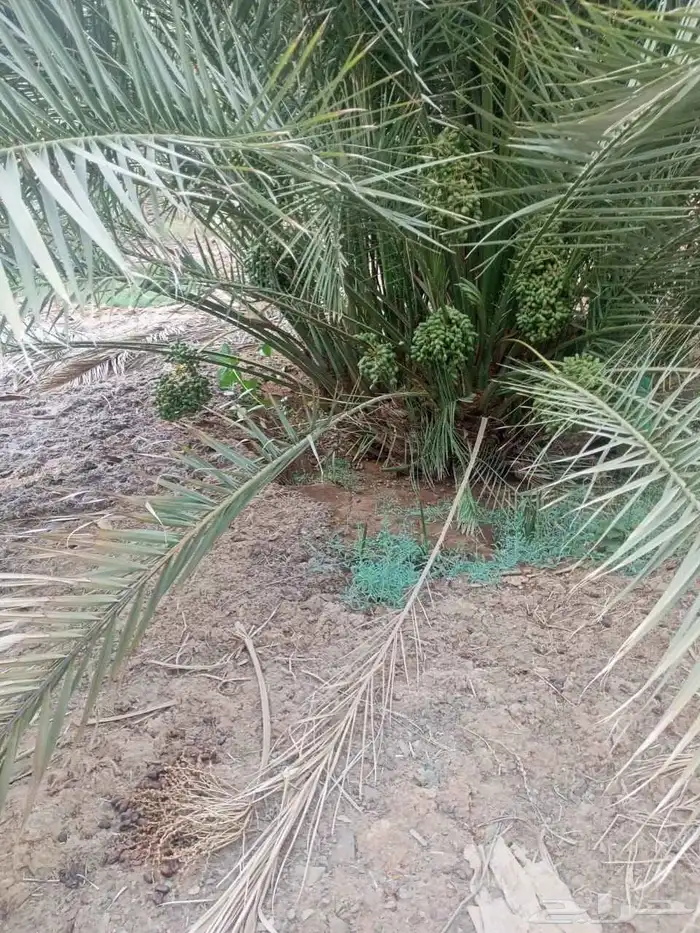 نخل مجدل صعقي عجوه صفواي عنبر برني صفاوي روثان جثايث مثمره 4