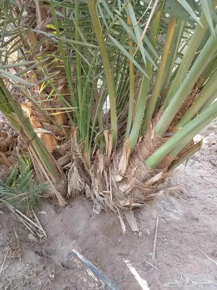 نخل مجدل صعقي عجوه صفواي عنبر برني صفاوي روثان جثايث مثمره 1