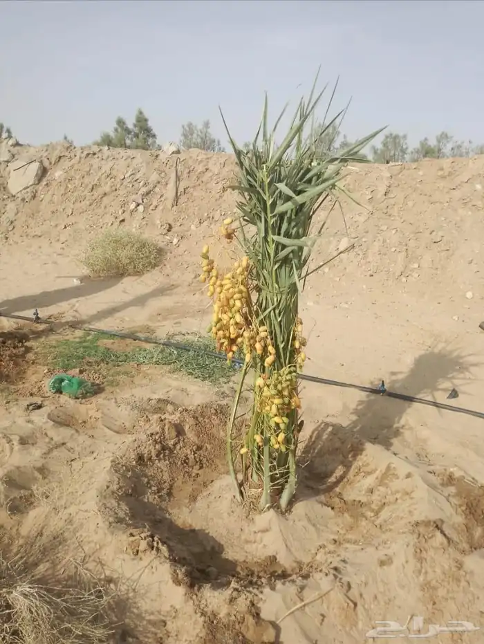يوجد لدينا جميع انواع النخيل 2