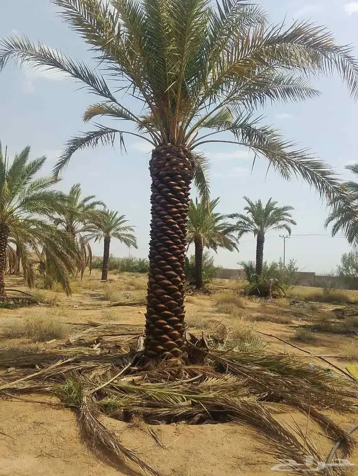توريد وتركيب جميع انواع النخيل وتركيب الشبوك بانواعها والأشج 8