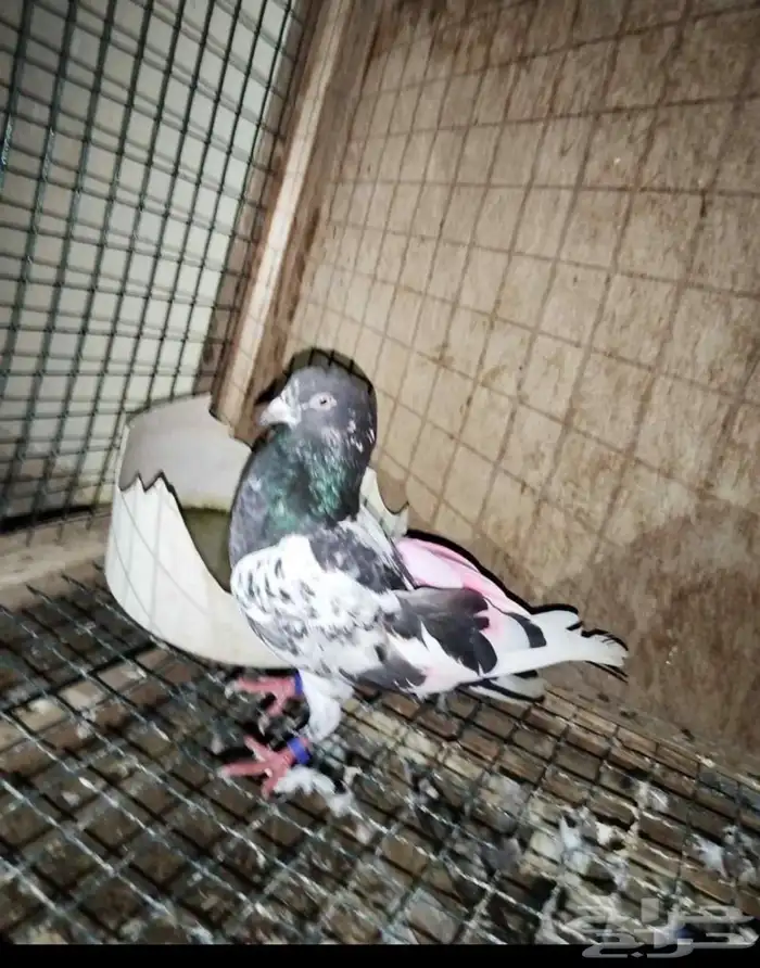 حمام للبيع 3