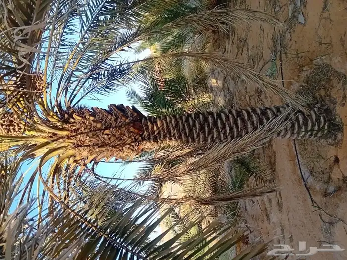 نخيل للبيع 0