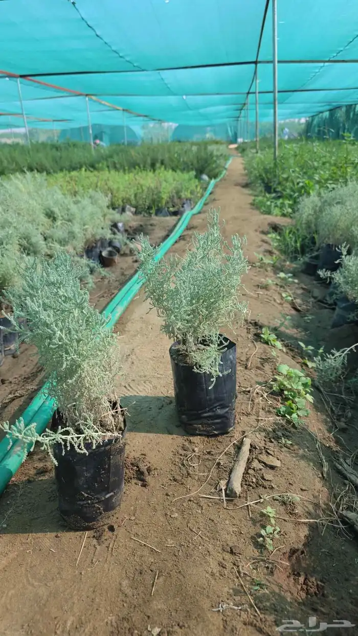 شيح متوفر كميات 1