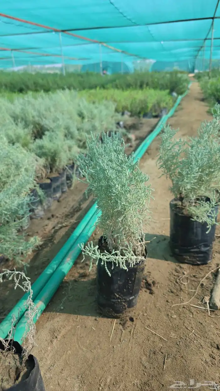 شيح متوفر كميات 0