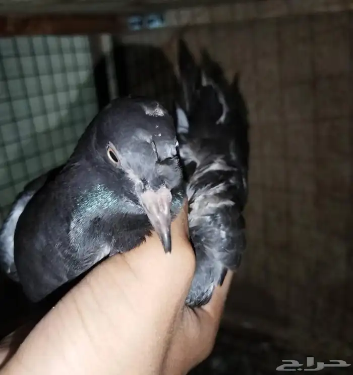 حمام للبيع 2