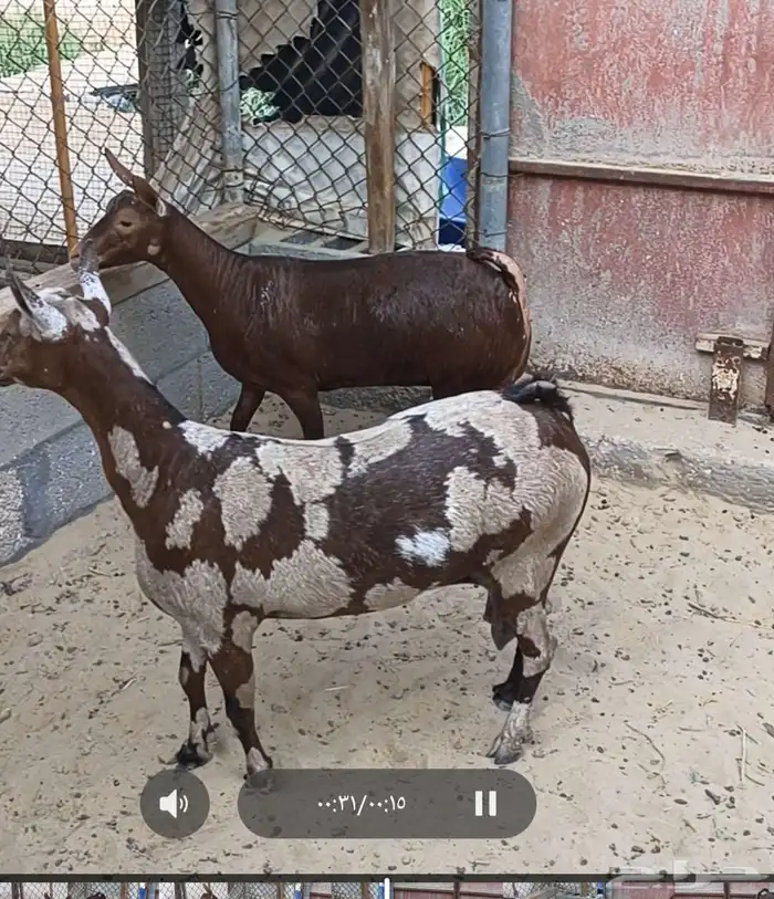 ماعز صلالي 1