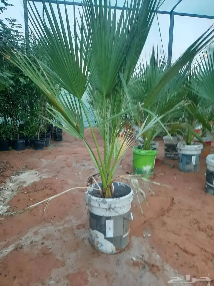 تنسيق حدائق 6