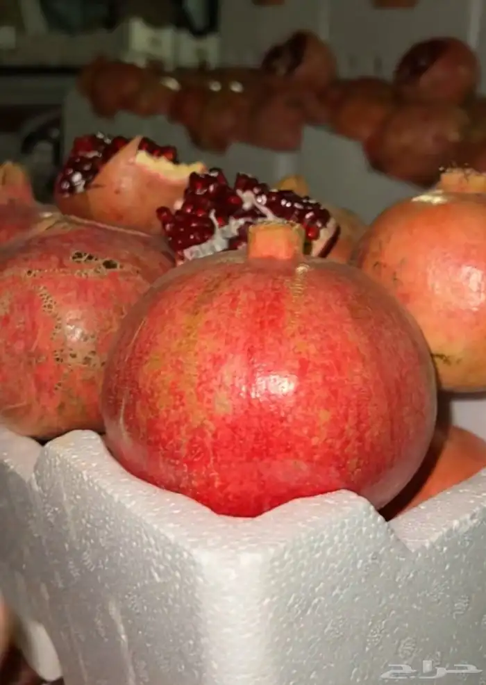 رمان صغير وكبير جمله وتفريد 2