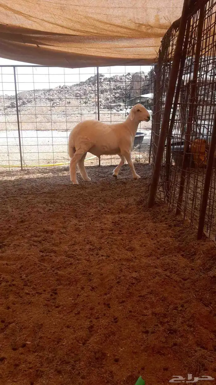 للبيع طلي حري نظيف 2