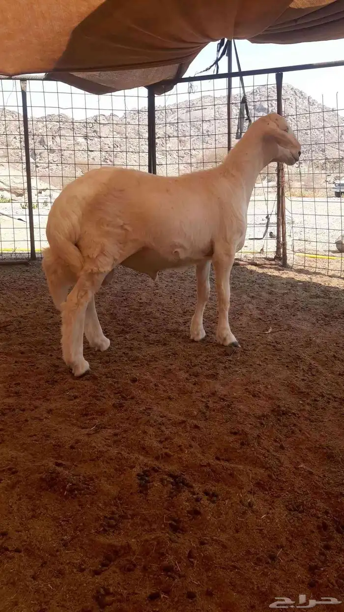 للبيع طلي حري نظيف 0