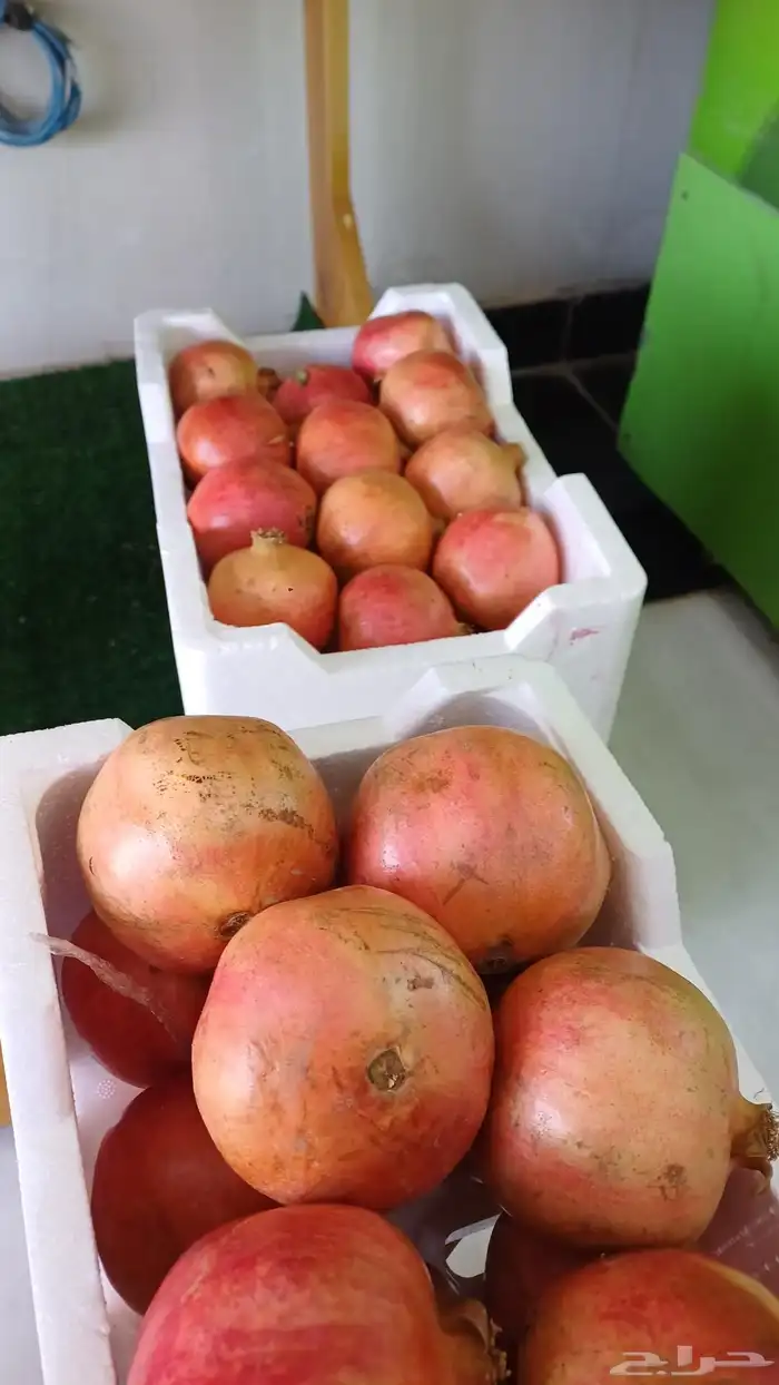 رمان صغير وكبير جمله وتفريد 0