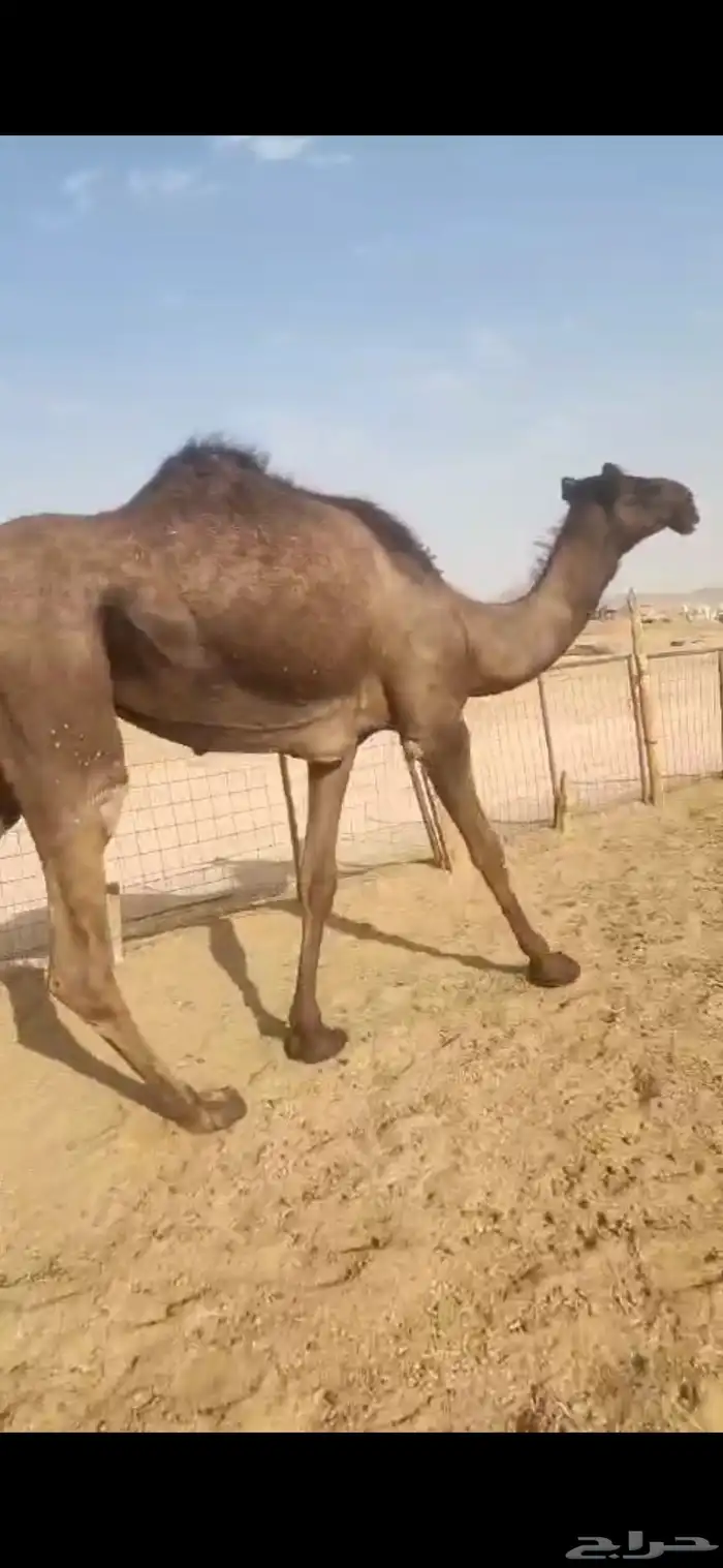 ثلاث بكار وحده مجهم لقيه وثنتين مفاريد اوفوق 0