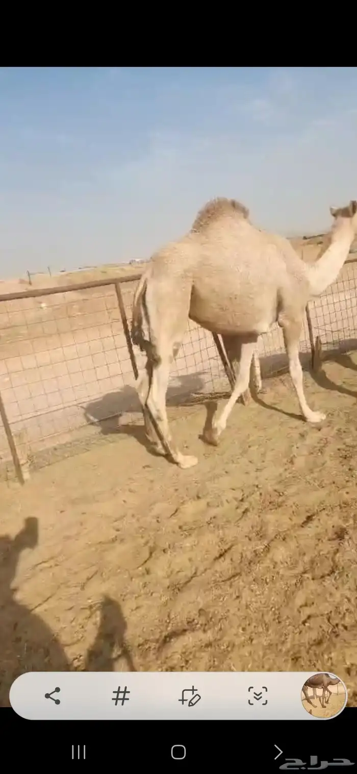 ثلاث بكار وحده مجهم لقيه وثنتين مفاريد طيبه 6