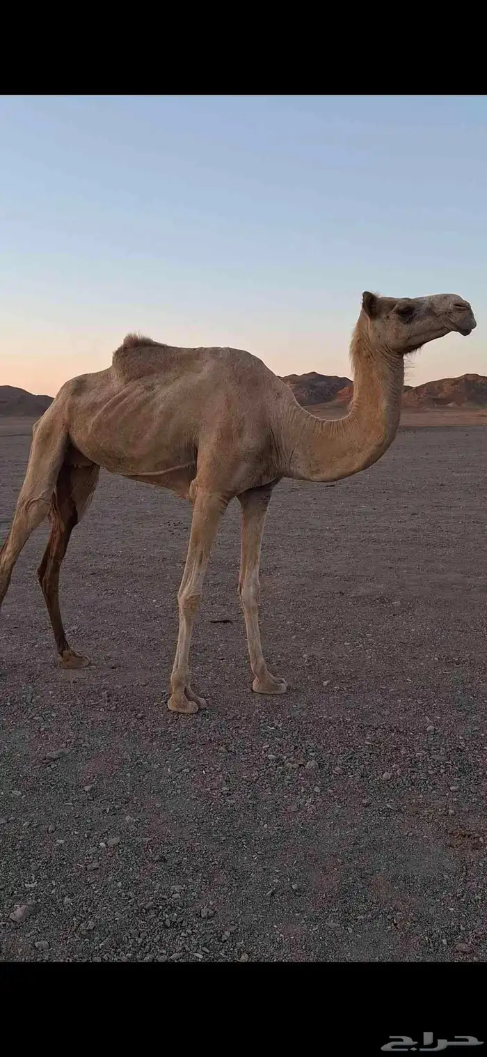 ناقه مهجنه 0