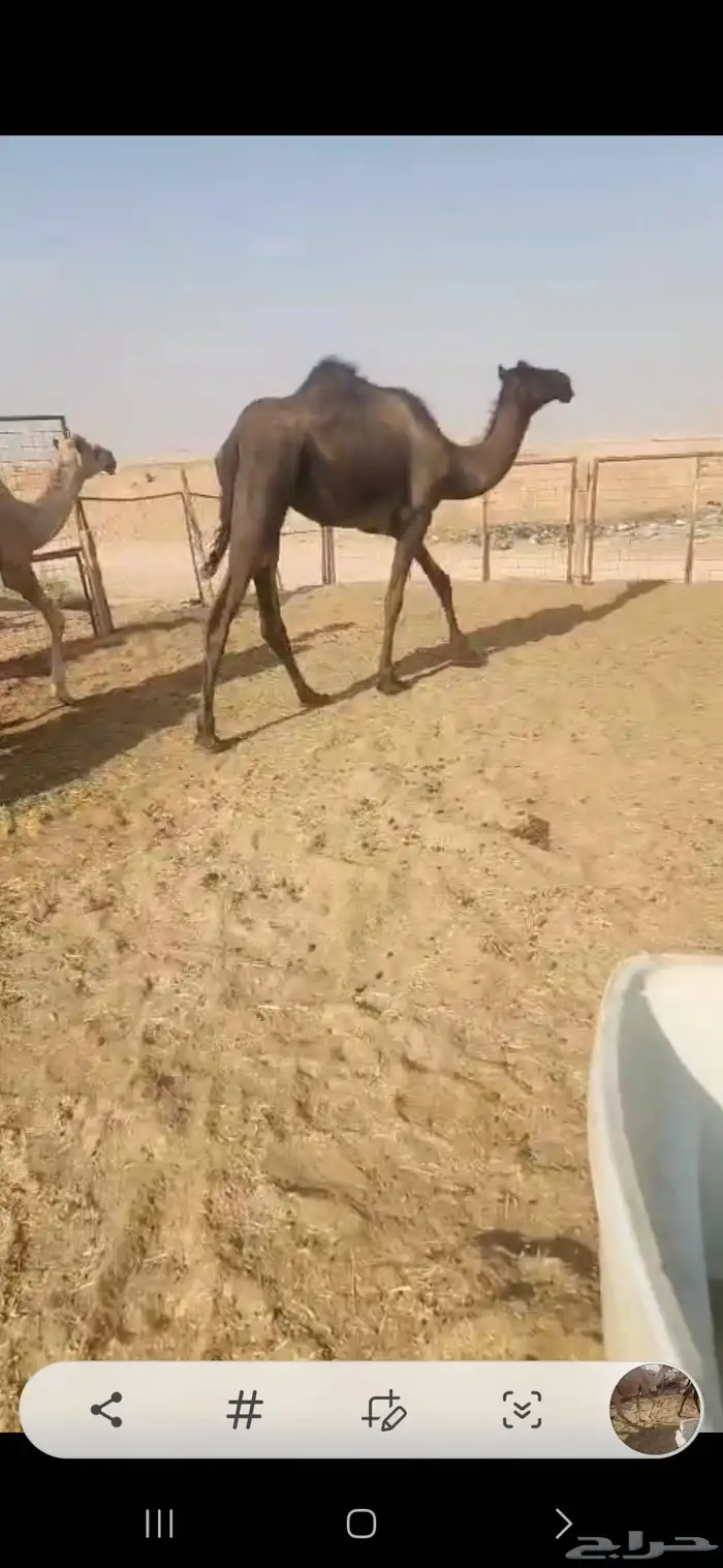 ثلاث بكار وحده مجهم لقيه وثنتين مفاريد طيبه 0
