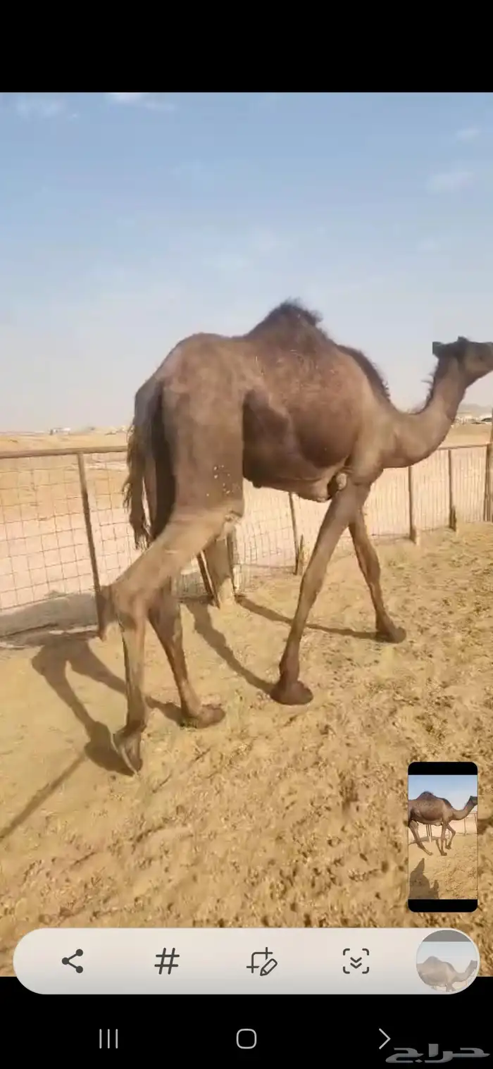 ثلاث بكار وحده مجهم لقيه وثنتين مفاريد اوفوق 5