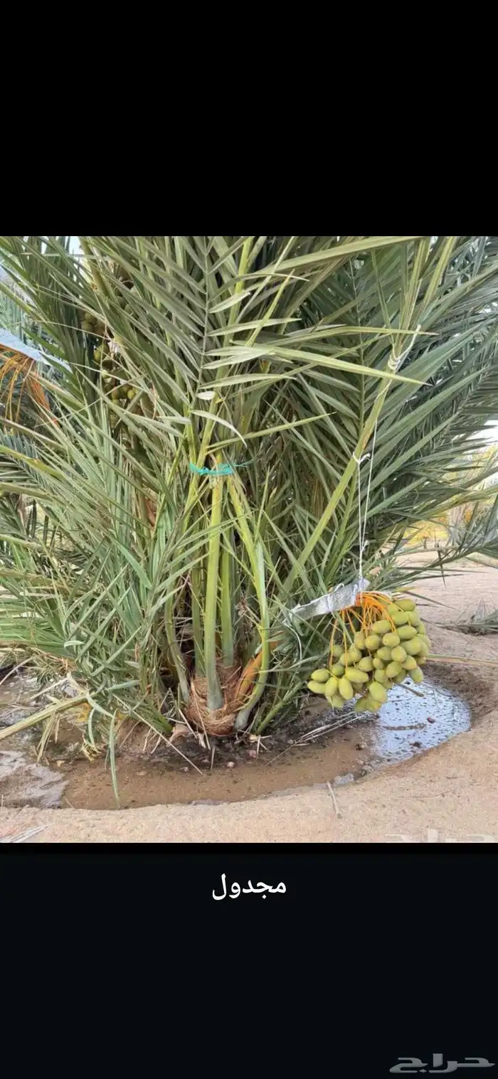 يوجد الدينا نخيل مجذر صقعي ومجدول وسكري وعنبره 1