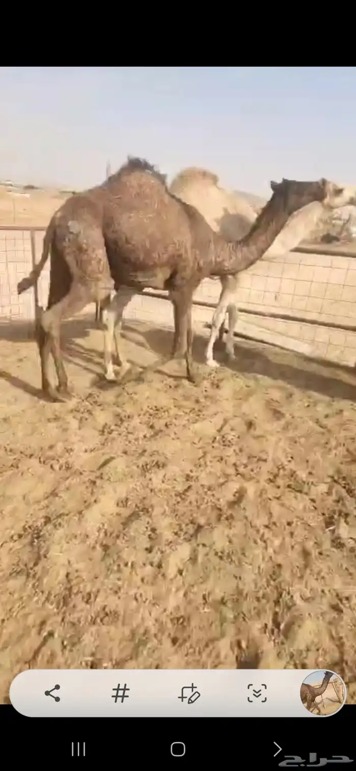 ثلاث بكار وحده مجهم لقيه وثنتين مفاريد اوفوق 2