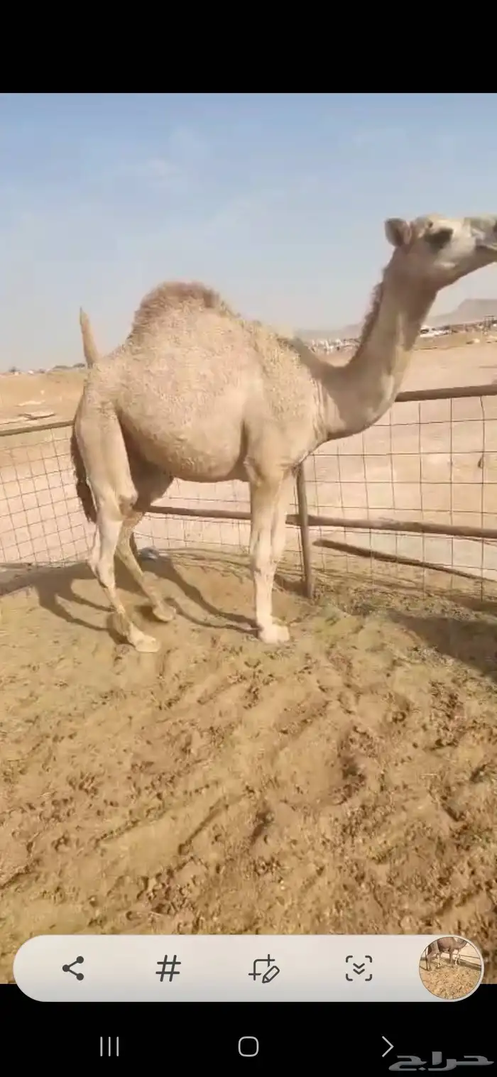 ثلاث بكار وحده مجهم لقيه وثنتين مفاريد 0