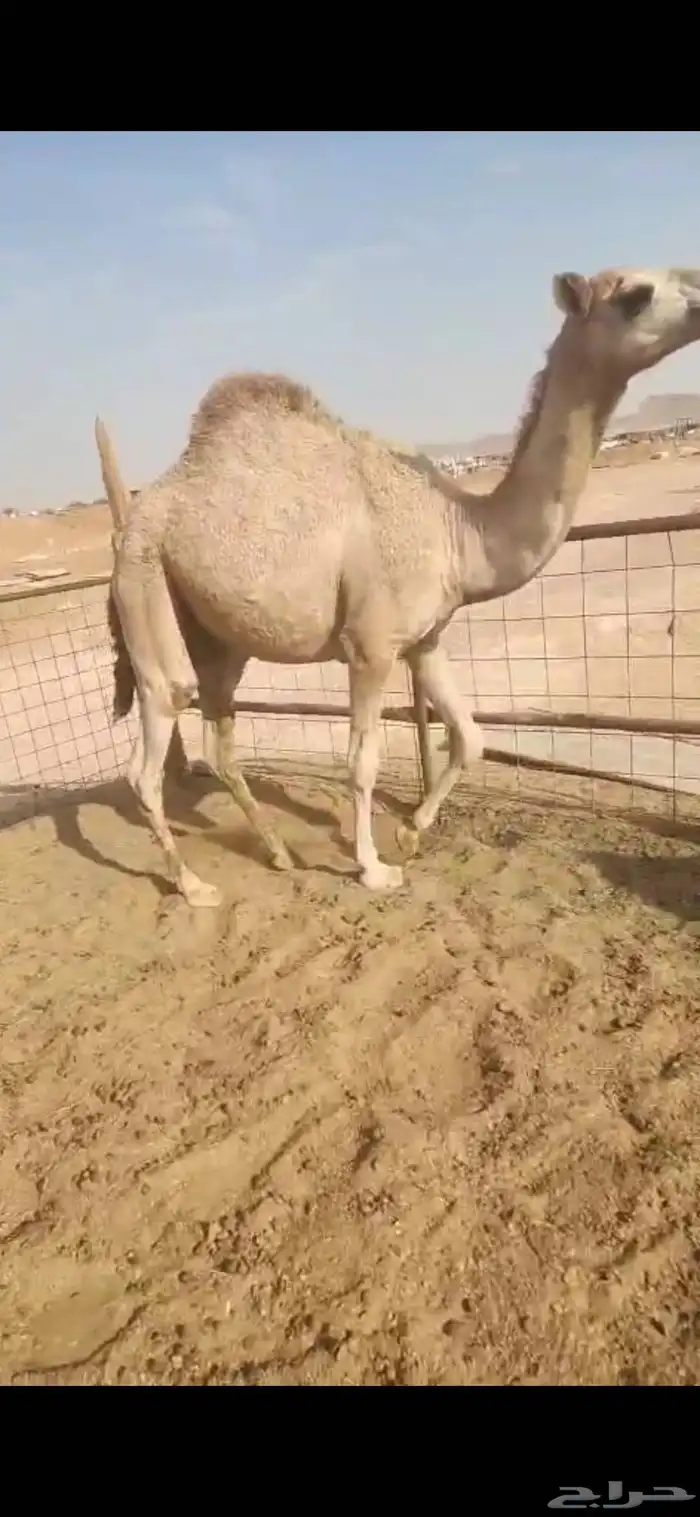 ثلاث بكار وحده مجهم لقيه وثنتين مفاريد طيبه 7