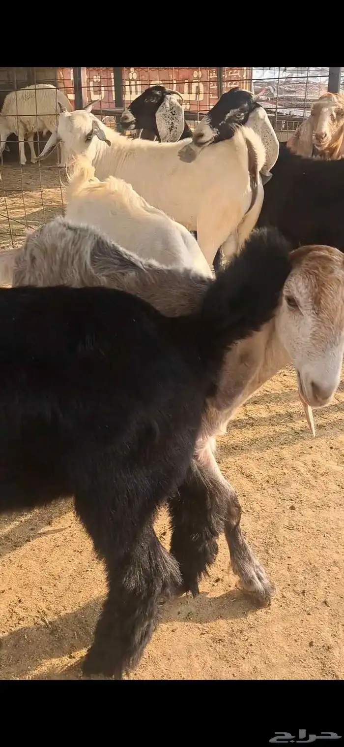 للبيع تيوس نضاف وشحم 5