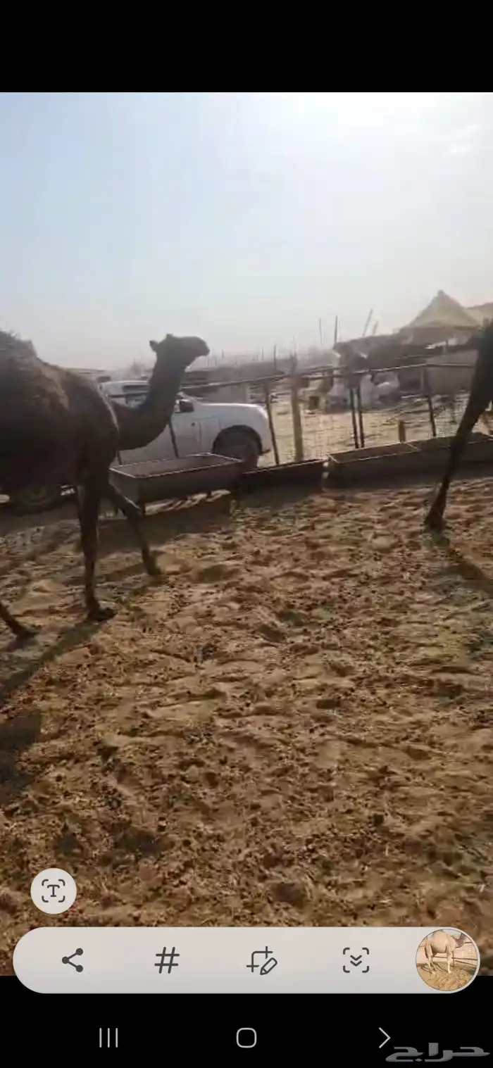 ثلاث بكار وحده مجهم لقيه وثنتين مفاريد 8