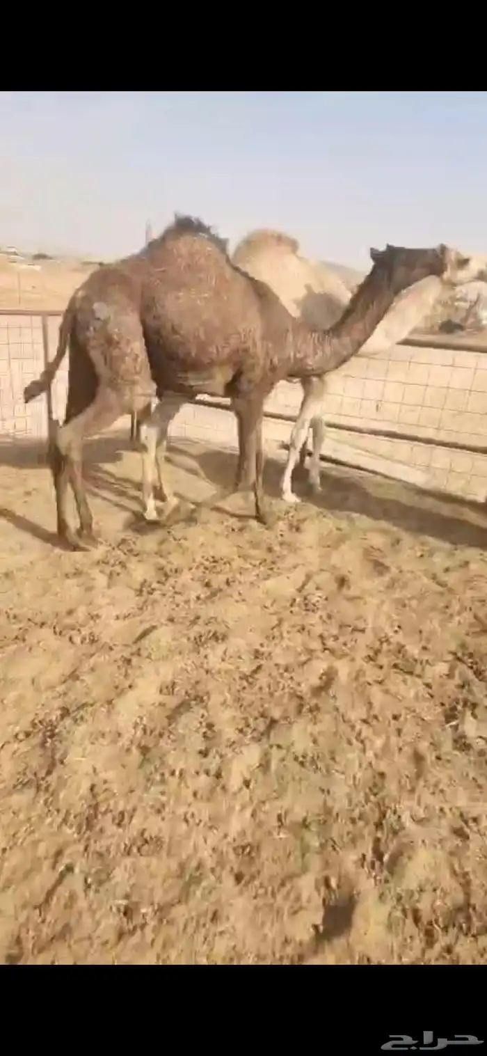 ثلاث بكار وحده مجهم لقيه وثنتين مفاريد طيبه 2