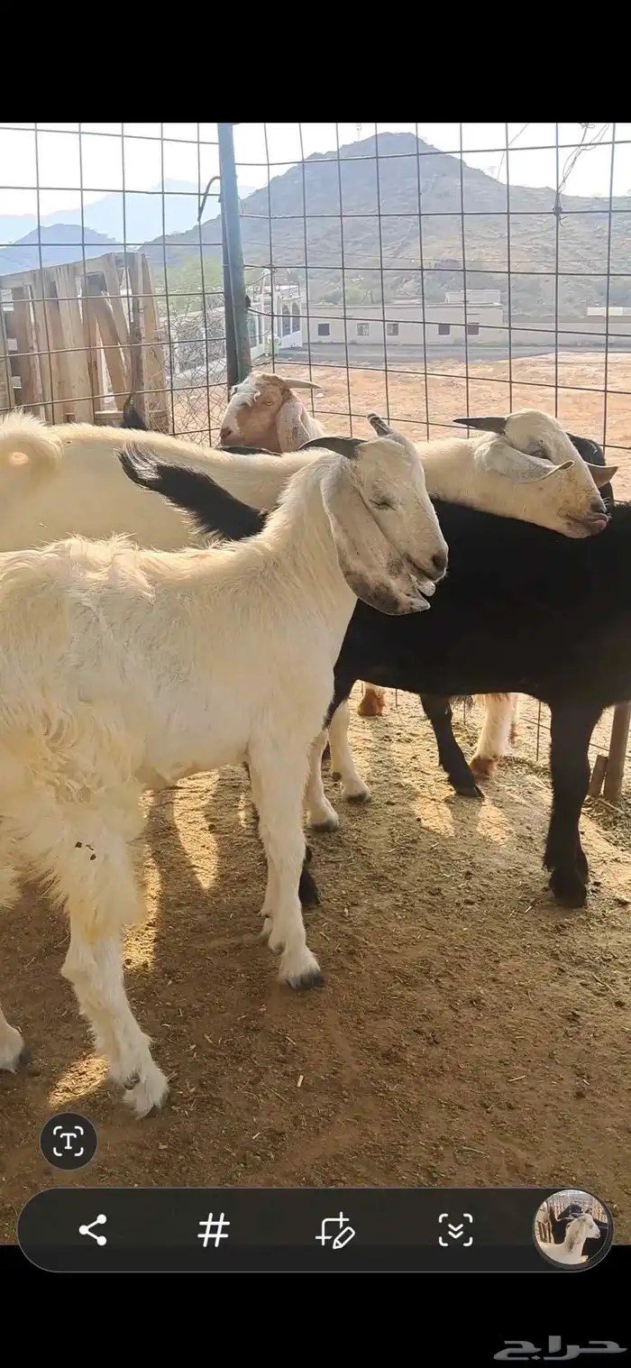 للبيع تيوس نضاف وشحم 3