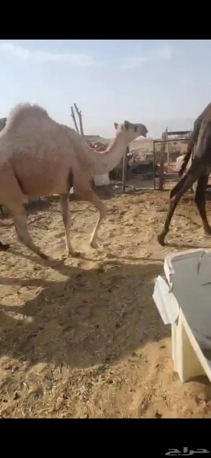 ثلاث بكار وحده مجهم لقيه وثنتين مفاريد طيبه 9