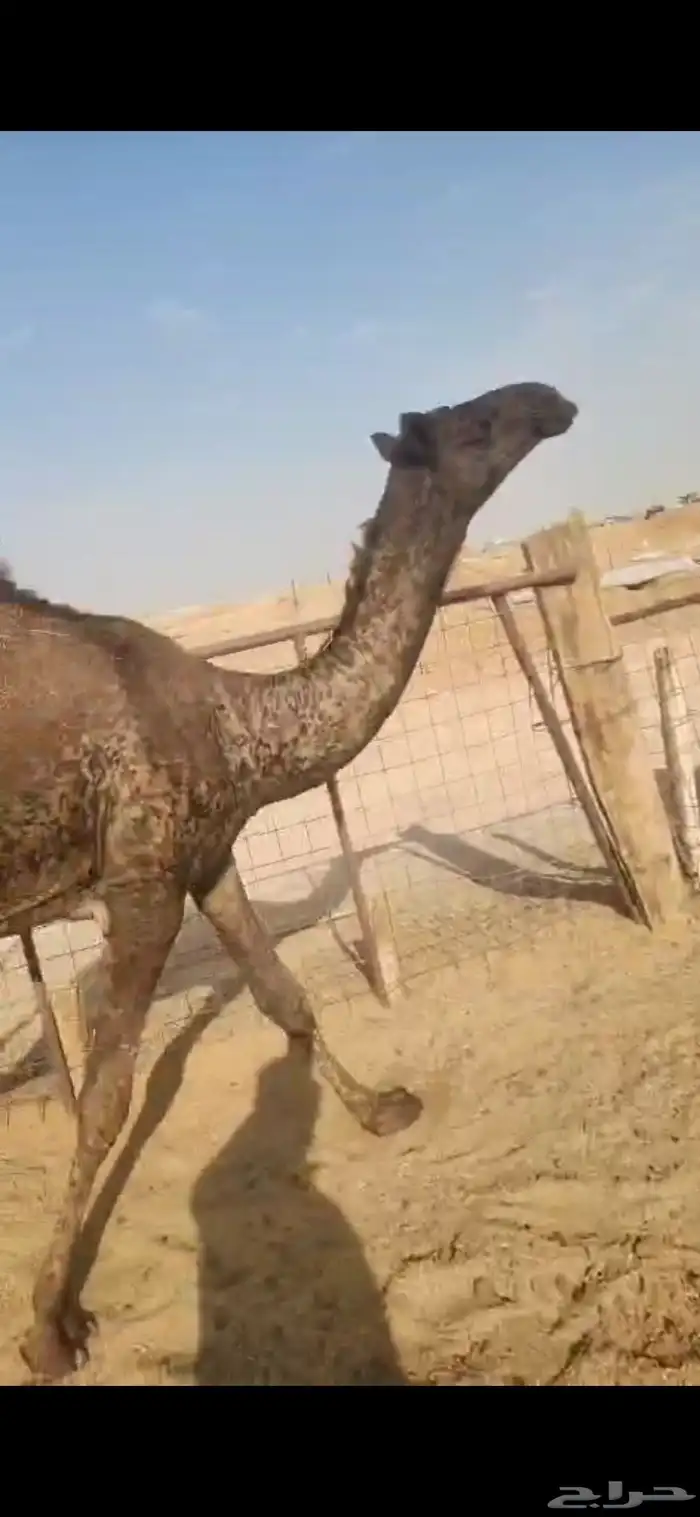 ثلاث بكار وحده مجهم لقيه وثنتين مفاريد طيبه 5