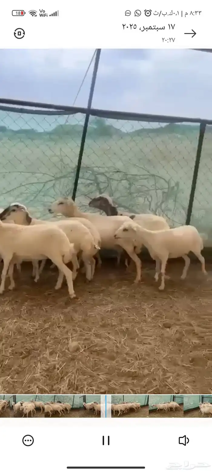 ضان ثني وربع 1