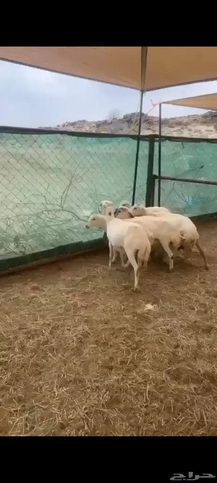 ضان ثني وربع 2