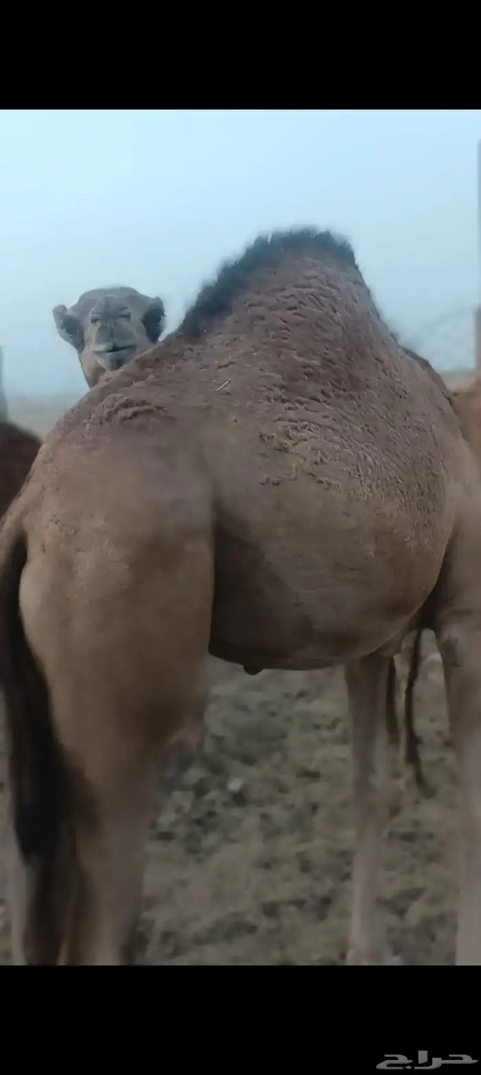 قعود فاخر شحم ع الحليب 1