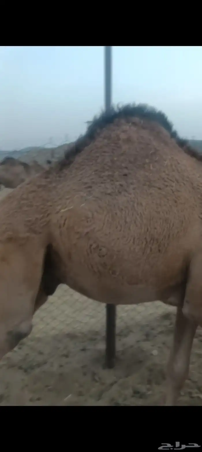 قعود فاخر شحم ع الحليب 0