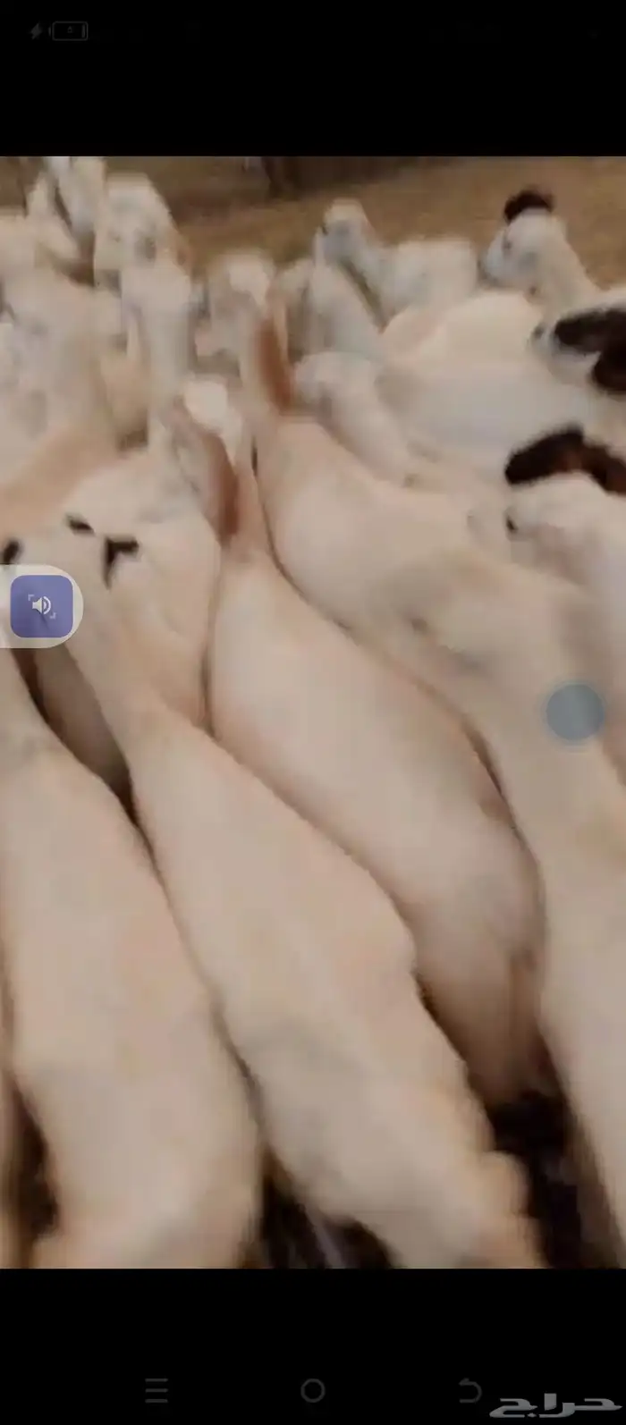 يوجد ضان رفيديات العدد 70دفيع سن وديس شرط 0