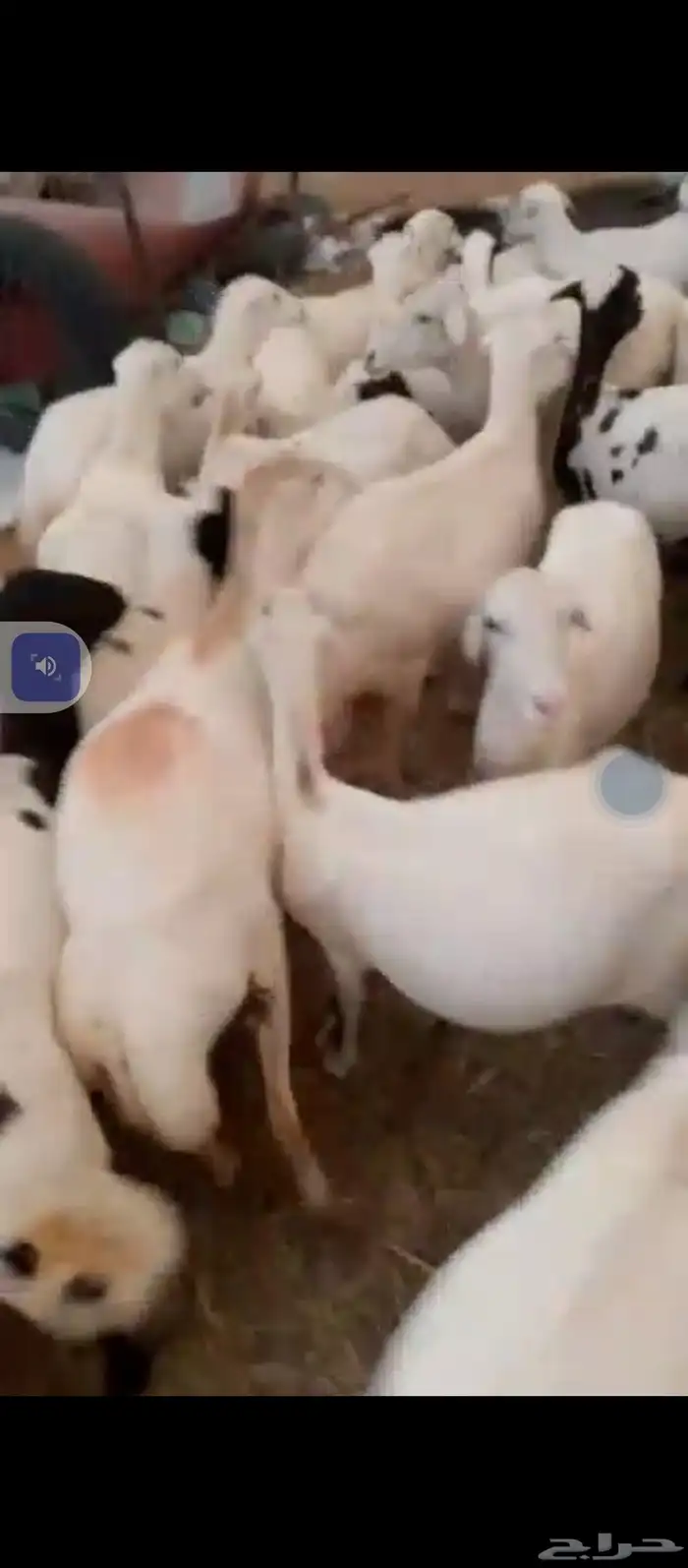 يوجد ضان رفيديات العدد 70دفيع سن وديس شرط 1