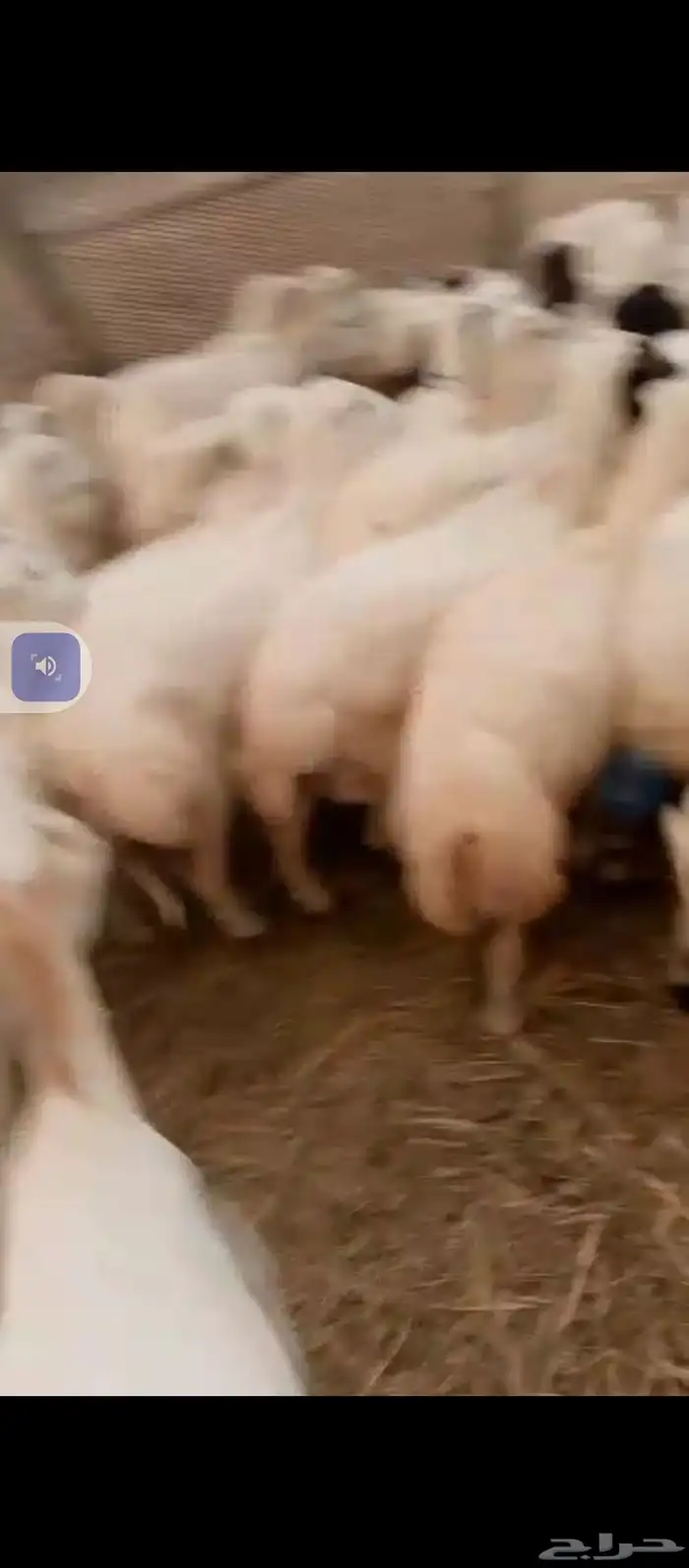 يوجد ضان رفيديات العدد 70دفيع سن وديس شرط 2